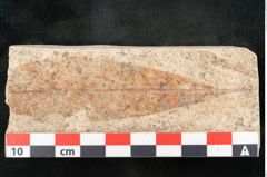 Foto (Detailansicht) von Quercus palaeoilex Ettingshausen (NHMW-GEO-2024-0188-8114)